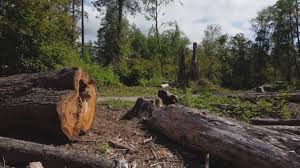 Best Tree Removal  in South Taft, CA