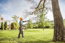 Best Storm Damage Tree Cleanup  in South Taft, CA