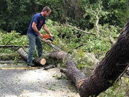 Best Tree Preservation Services  in South Taft, CA