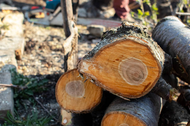 Best Utility Line Clearance  in South Taft, CA