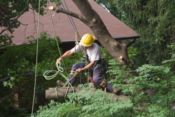 How Our Tree Care Process Works  in  South Taft, CA