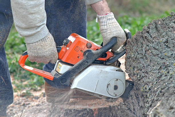Best Commercial Tree Services  in South Taft, CA
