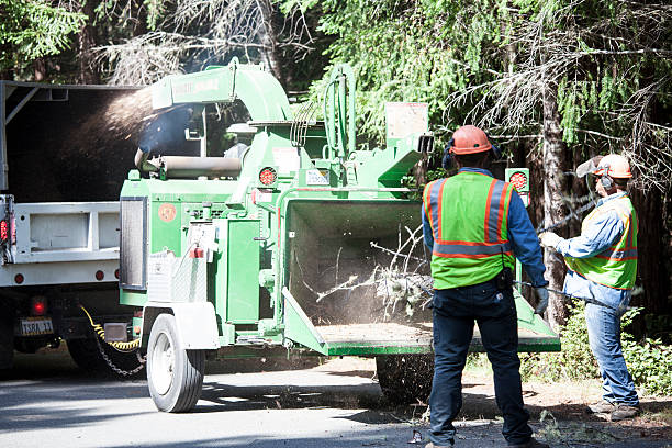 Best Tree Mulching  in South Taft, CA