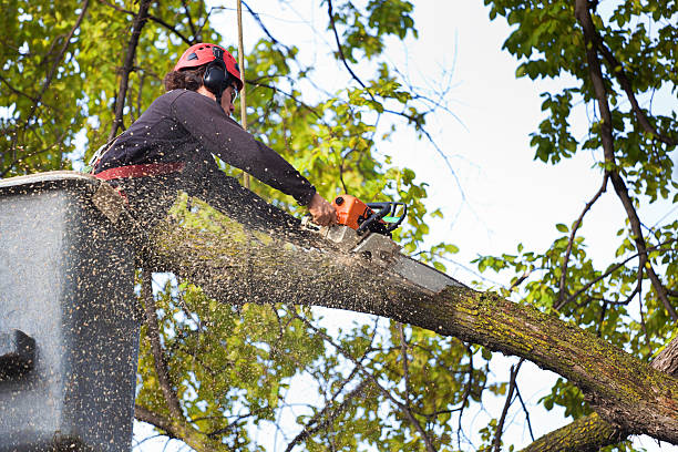 Lawn Pest Prevention in South Taft, CA