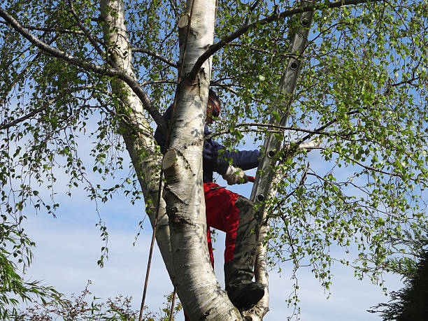 Best Root Management and Removal  in South Taft, CA